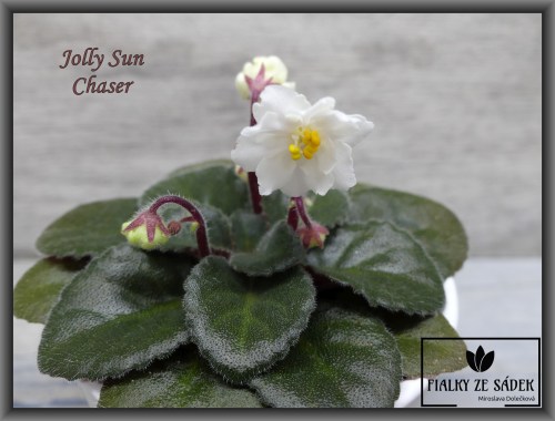 Jolly Sun Chaser